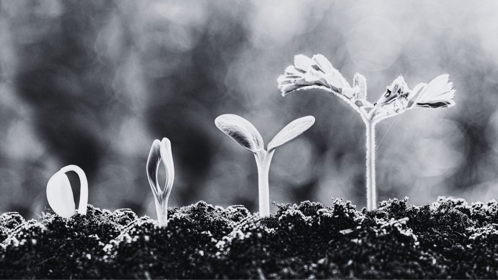 Why You’re Not Selling More The Real Problem Isn’t Lead Volume Black and white photo of a few plants in different stages of growth all growing side by side from shortest to tallest