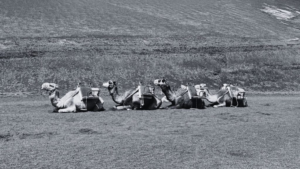 How Travel Experiences Shape Better Business Decisions - black and white photo of 3 camels sitting down in Moroco