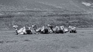 How Travel Experiences Shape Better Business Decisions - black and white photo of 3 camels sitting down in Moroco